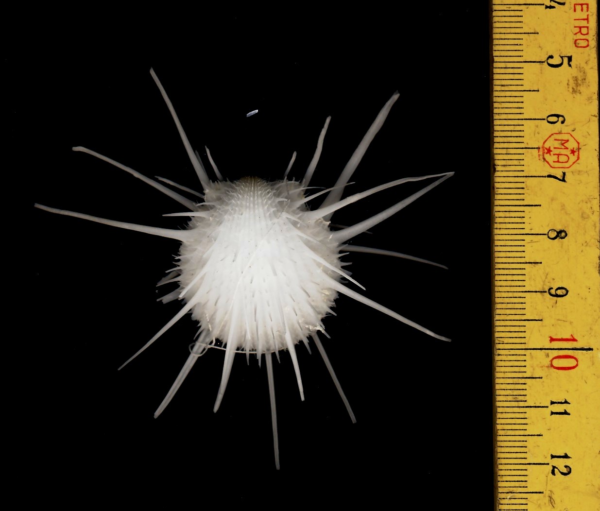 che spondylidae � ?